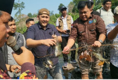 Bupati M. Syukur Buka Lubuk Larangan Durian Rambun, Alokasikan Rp3 Miliar dan Larang Aktivitas PETI