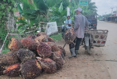 Harga TBS Sawit Tembus Rp3.050 per Kilogram, Petani di Geragai Justru Gigit Jari Akibat Buah Trek
