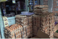 Harga Telur Ayam Naik Signifikan, Tembus Rp 56 Ribu Per 30 Butir