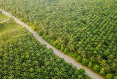Perkuat Tata Kelola dan ESG, PTPN IV PalmCo Kebut Sertifikasi Standar Global di Seluruh Regional