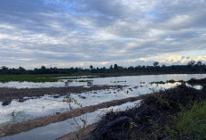 Tingkatkan Produksi Pendapatan Padi, Pemkab Batang Hari Siapkan Jaringan Irigasi Tersier