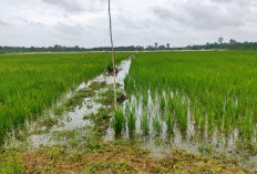 Tanjabtim Bidik 1.000 Hektare Sawah Baru di 2026