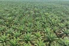 Harga TBS Sawit Bangka Tengah Bertahan Stabil, Tertinggi Tembus Rp3.100/Kg, Ini Harga TBS Per 19 Juni 2026