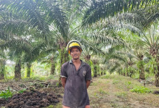 Dari Hutan Menuju Harapan: Perjalanan Ali dan Sidarmi untuk Masa Depan yang Lebih Baik