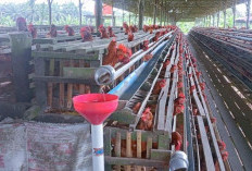 Peternak Telur di Tanjabtim Belum Mampu Penuhi Permintaan Pasar