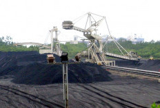 Mantap! Harga Batu Bara Periode I Februari Naik Jadi 106,11 Dolar AS per ton