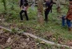 Seorang Warga di Kabupaten Batang Hari Tewas Dililit Ular Piton