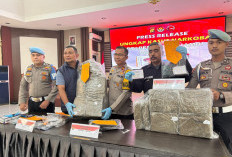 Bawa 30 Kg Lebih Ganja, DH Diciduk Polisi di Mendalo Darat