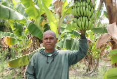 Reforrma Agraria Ubah Pola Pikir Warga Desa Baumata di Kabupaten Kupang, Hasilkan Peningkatan Penghasilan Peta