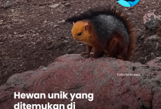 Viral Hewan Disebut Langka di Gunung Kerinci, Ini Kata Praktisi Kehutanan 