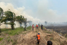 30 Hektare Lahan Gambut di Sungai Aur Terbakar, Tim Gabungan Masih Siaga