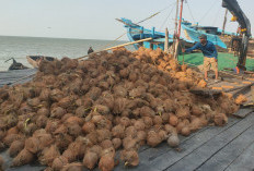 Harga Kelapa Dalam Kembali Merosot Ditengah Musim Panen