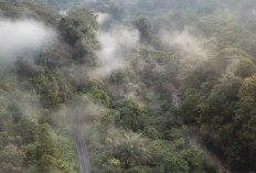 Hutan Jambi di Titik Nadir, Warsi: Krisis Ekologi Bukan Lagi Ancaman Tapi Realitas 