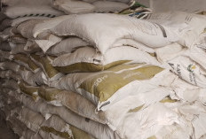 Pemupukan Kelapa Sawit Terhambat Musim Kemarau, Petani Tetap Jaga Nutrisi Kebun