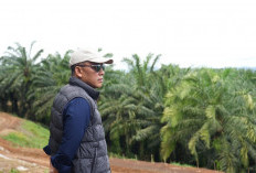 Gas Pol! PTPN IV PalmCo Sukses Tuntaskan 2.287 Ha Rekomtek PSR di Awal Tahun