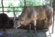 Dipelihara 7 Tahun, Sapi Raksasa 836 Kg Milik Warga Jambi Dipilih Jadi Kurban Presiden Prabowo