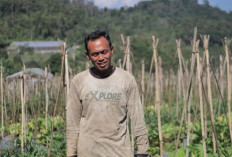 Mengenal Desa BRILian Sumowono, Desa Sayur yang Tumbuh dan Terus Berinovasi Bersama BRI 