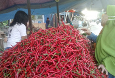 Sepekan Jelang Ramadan, Harga Cabai di Jambi Merangkak Naik