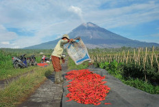 Sasar 558 Ribu Petani dan 23 Ribu Nelayan, BRI Kucurkan KUR Rp65,95 Triliun per April 2026